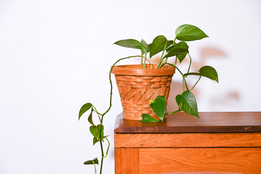 Woven Planter