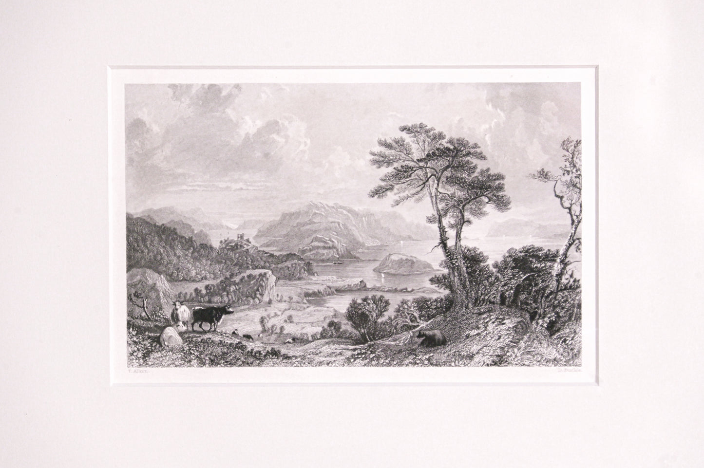 Cows & Bluffs Print